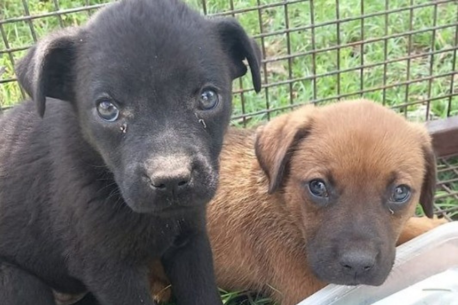 En un operativo en conjunto con Salud Animal se rescataron a cuatro cachorros